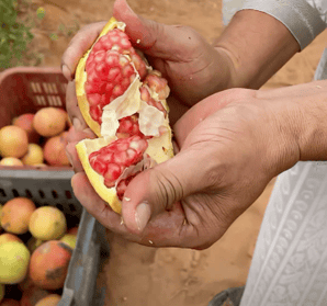Mains ouvrant une grenade au-dessus de cageots de fruits
